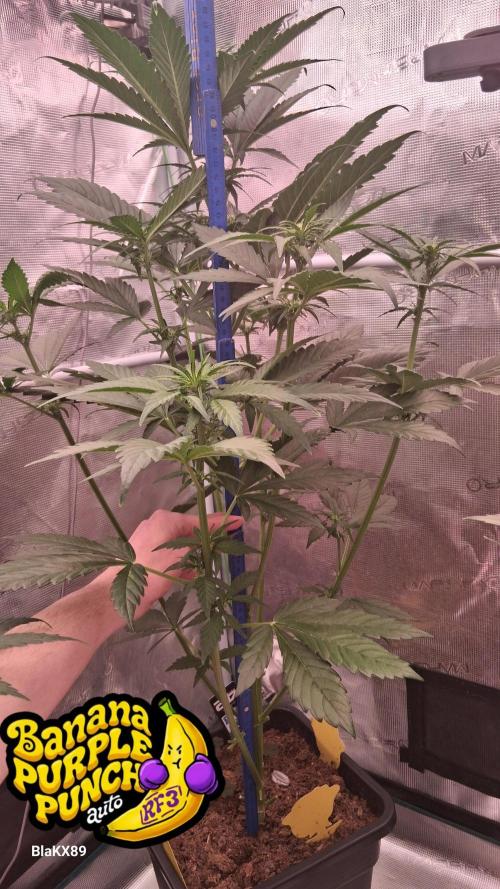 Banana Purple Punch Auto RF3 Fastbuds. Week 4