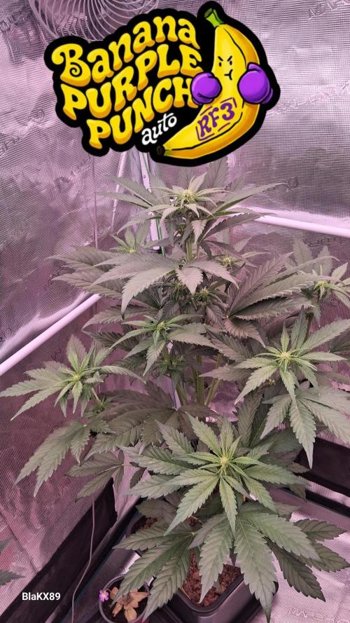 Banana Purple Punch Auto RF3 Fastbuds. Week 4