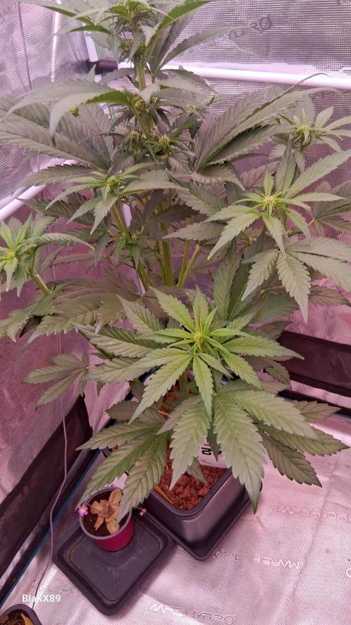 Banana Purple Punch Auto RF3 Fastbuds. Week 4
