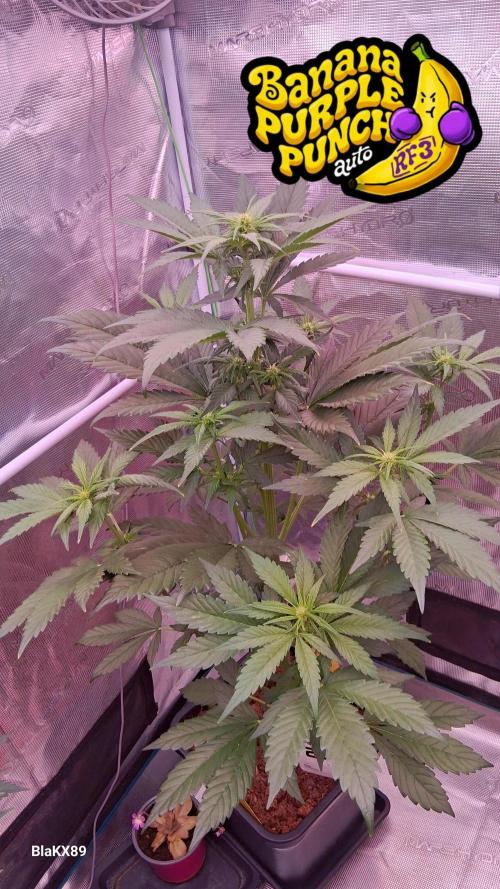 Banana Purple Punch Auto RF3 Fastbuds. Week 4