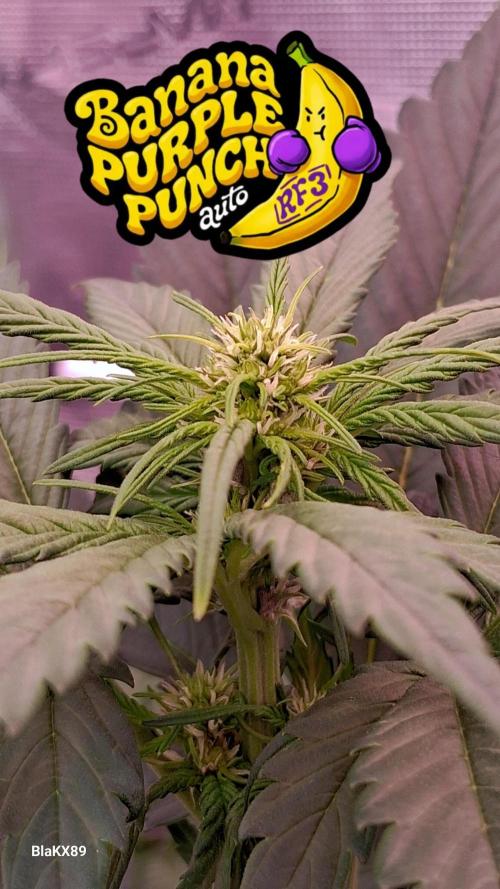 Banana Purple Punch Auto RF3 Fastbuds. Week 4