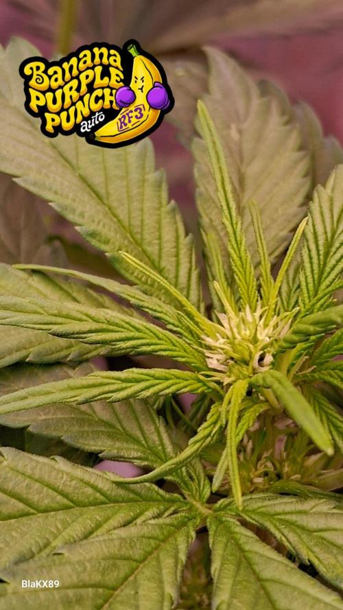 Banana Purple Punch Auto RF3 Fastbuds. Week 4