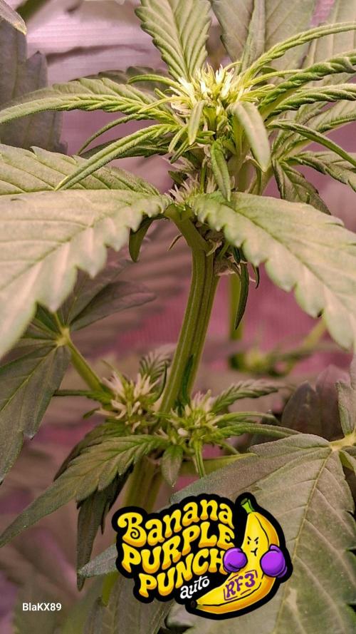 Banana Purple Punch Auto RF3 Fastbuds. Week 4