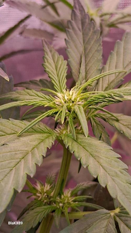 Banana Purple Punch Auto RF3 Fastbuds. Week 4