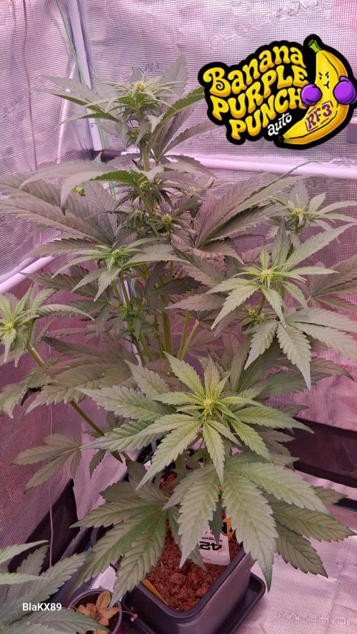 Banana Purple Punch Auto RF3 Fastbuds. Week 4