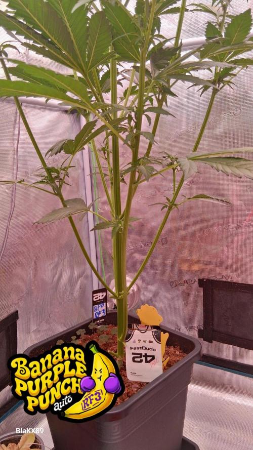 Banana Purple Punch Auto RF3 Fastbuds. Week 4