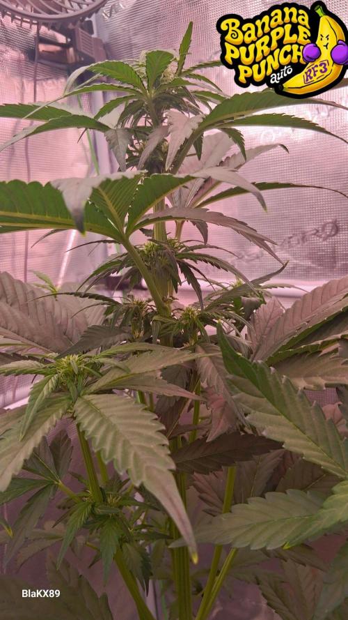 Banana Purple Punch Auto RF3 Fastbuds. Week 4
