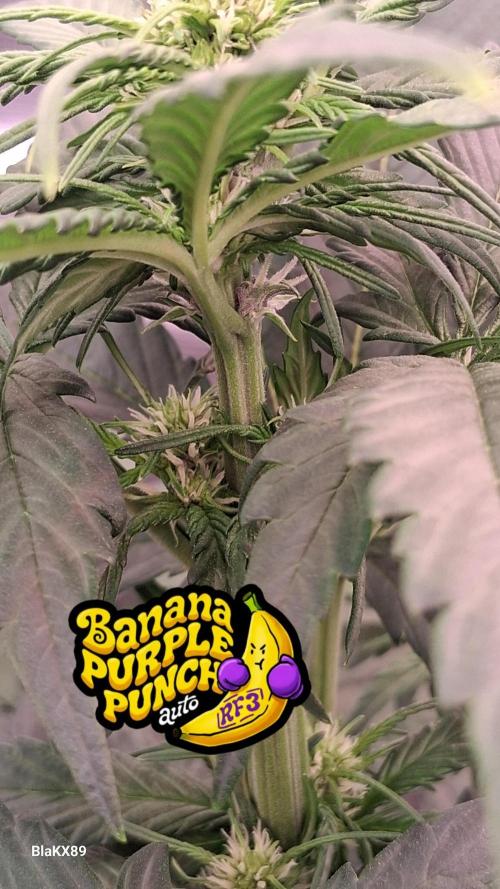 Banana Purple Punch Auto RF3 Fastbuds. Week 4