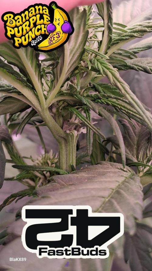 Banana Purple Punch Auto RF3 Fastbuds. Week 4