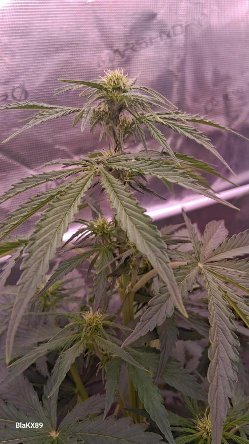 GMO Auto Barneys Farm. Week 4