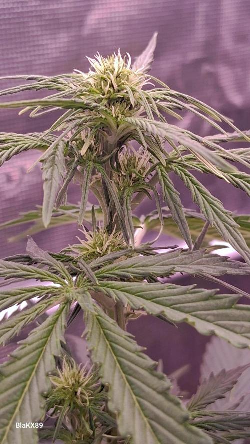 GMO Auto Barneys Farm. Week 4
