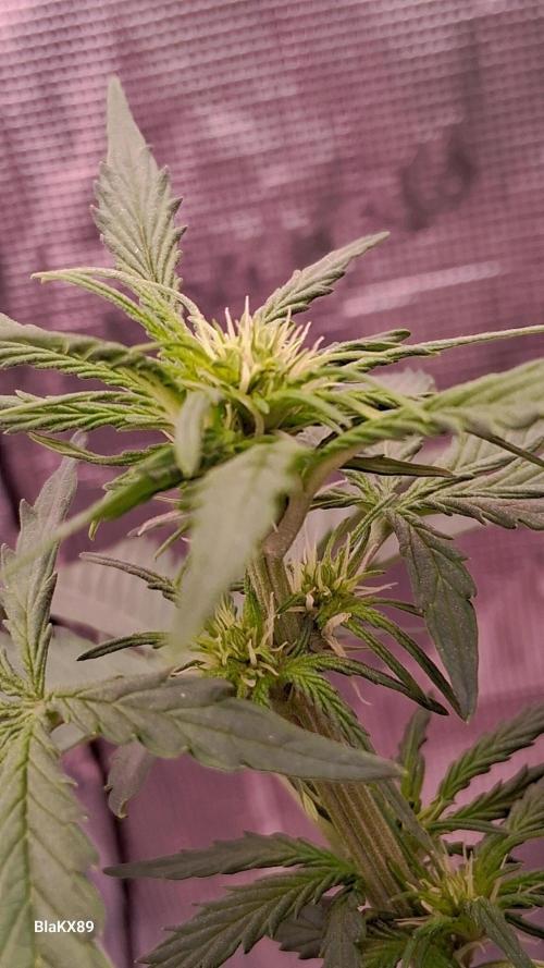 GMO Auto Barneys Farm. Week 4