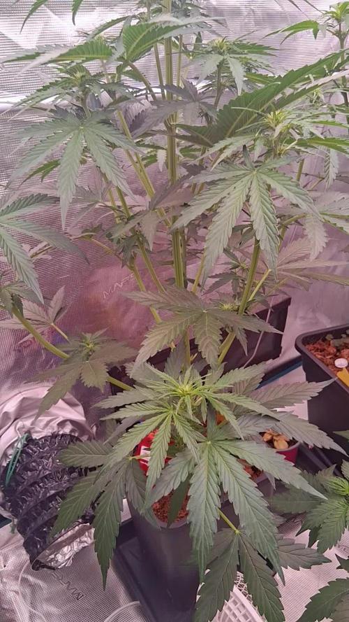 GMO Auto Barneys Farm