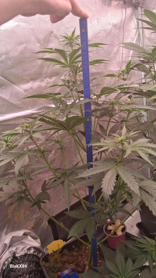 GMO Auto Barneys Farm. Week 4