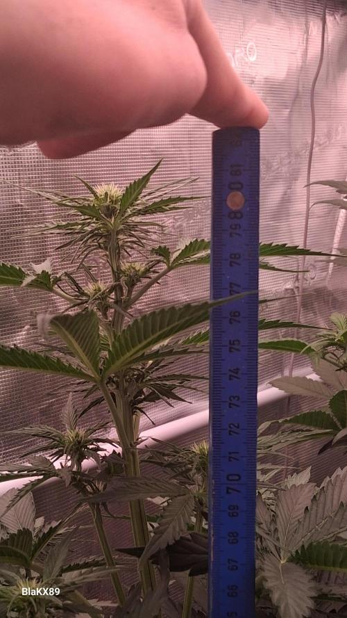 GMO Auto Barneys Farm. Week 4