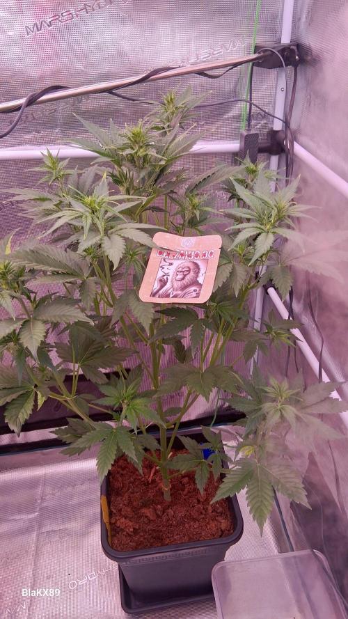 Auto | Dr. Zaius OG from V-Buds. Week 4