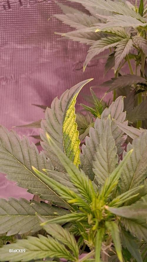 Auto | Dr. Zaius OG from V-Buds. Week 4