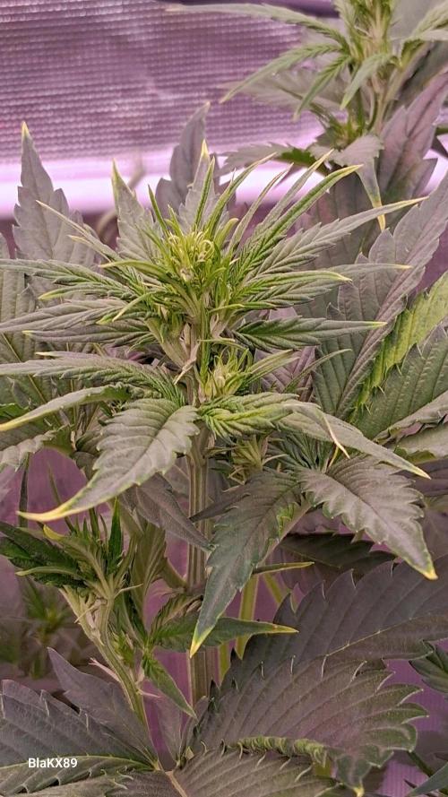 Auto | Dr. Zaius OG from V-Buds. Week 4