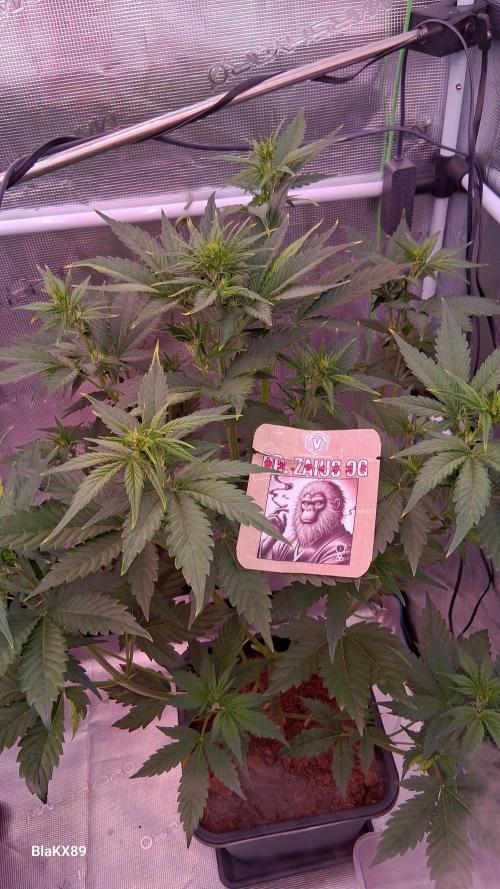 Auto | Dr. Zaius OG from V-Buds. Week 4