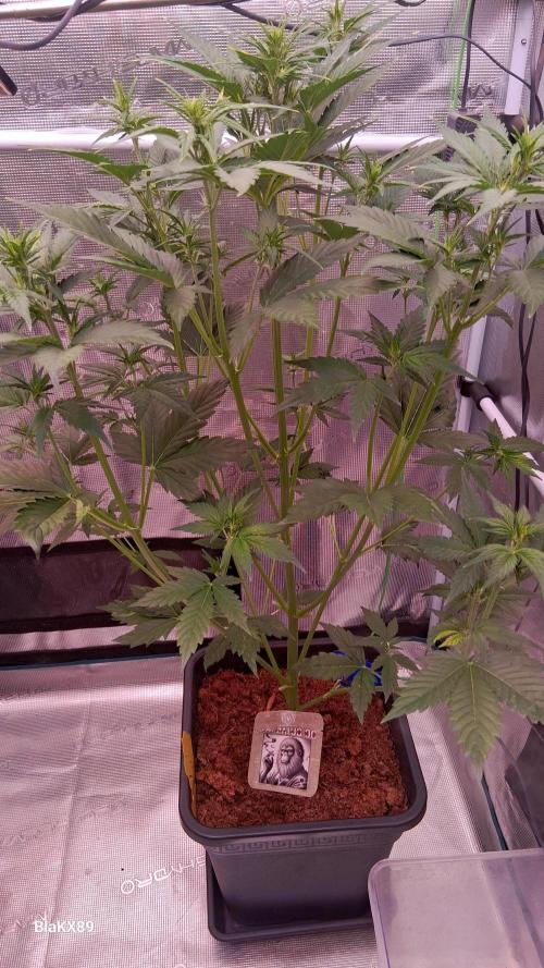 Auto | Dr. Zaius OG from V-Buds. Week 4