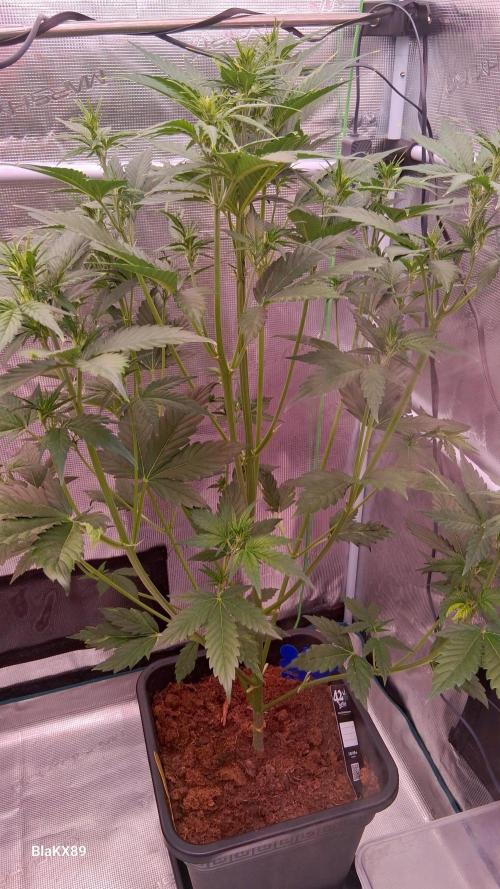 Auto | Dr. Zaius OG from V-Buds. Week 4