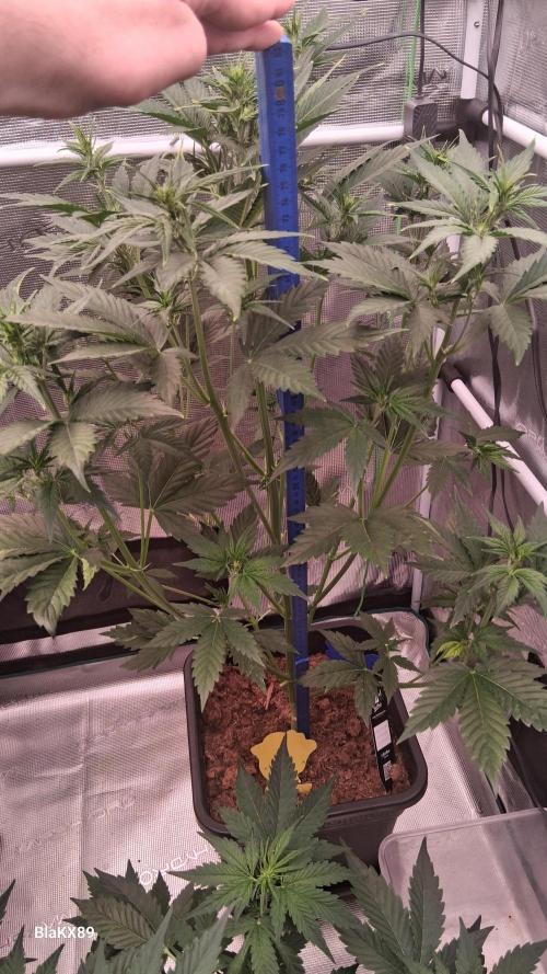 Auto | Dr. Zaius OG from V-Buds. Week 4