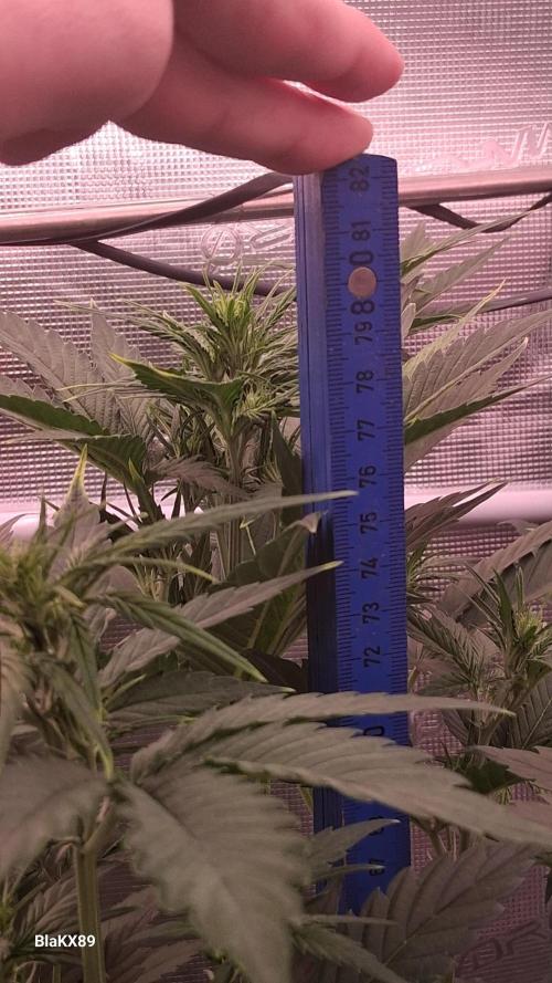 Auto | Dr. Zaius OG from V-Buds. Week 4