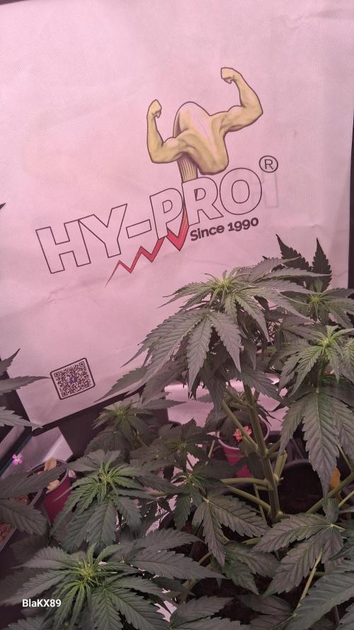 Super Strains Do-Si-Dos Auto & Hy-Pro. Week 4