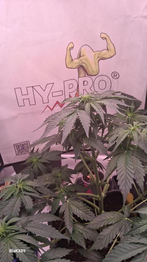 Super Strains Do-Si-Dos Auto & Hy-Pro. Week 4