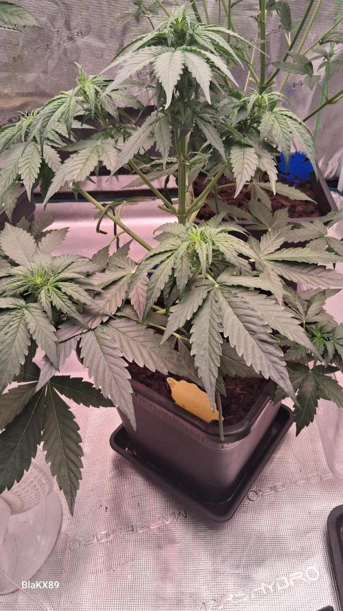 Super Strains Do-Si-Dos Auto & Hy-Pro. Week 4