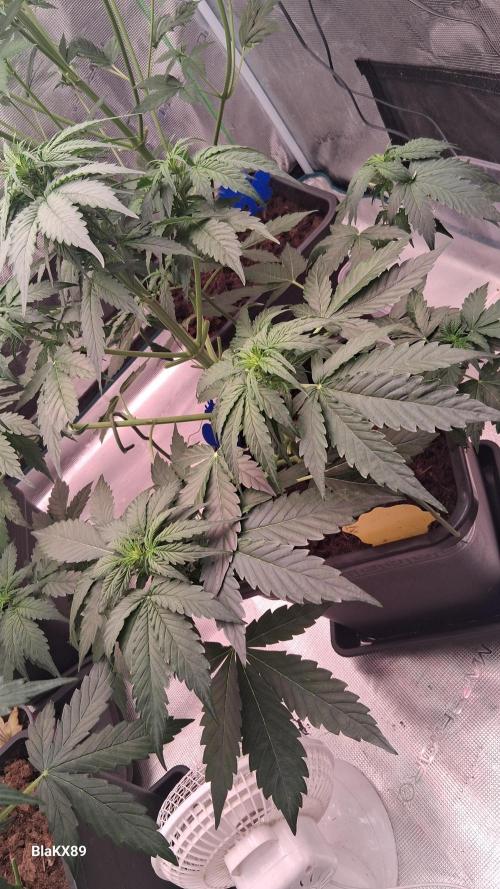 Super Strains Do-Si-Dos Auto & Hy-Pro. Week 4