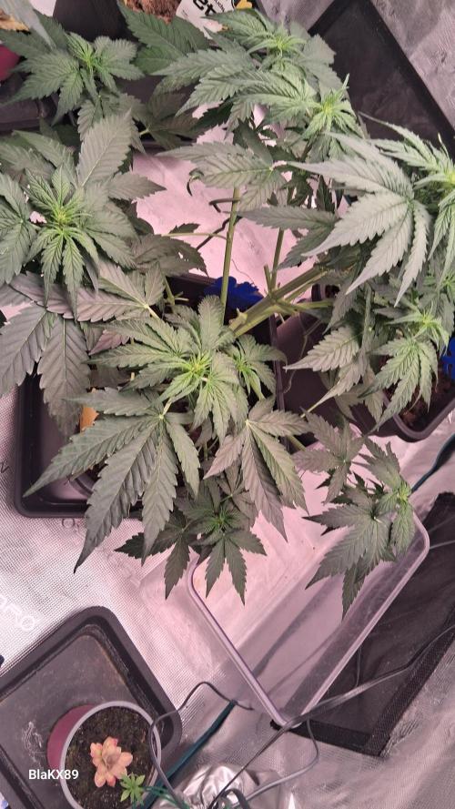 Super Strains Do-Si-Dos Auto & Hy-Pro. Week 4