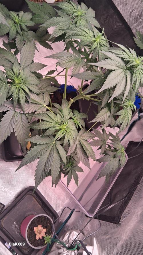 Super Strains Do-Si-Dos Auto & Hy-Pro. Week 4