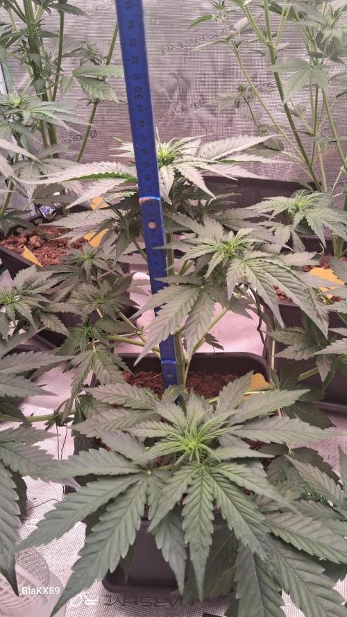 Super Strains Do-Si-Dos Auto & Hy-Pro. Week 4