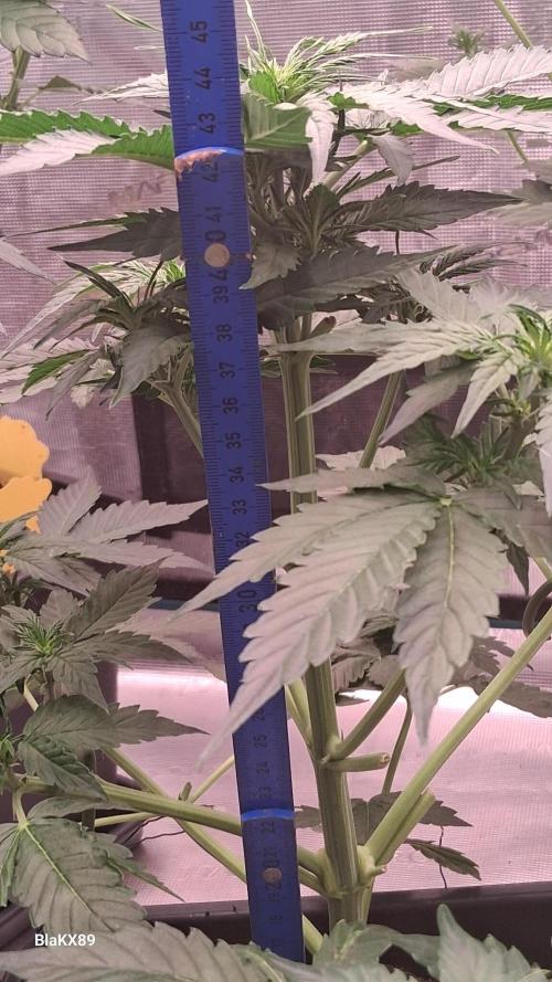 Super Strains Do-Si-Dos Auto & Hy-Pro. Week 4