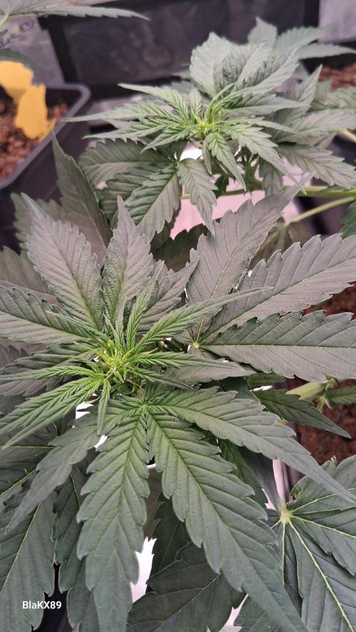 Super Strains Do-Si-Dos Auto & Hy-Pro. Week 4