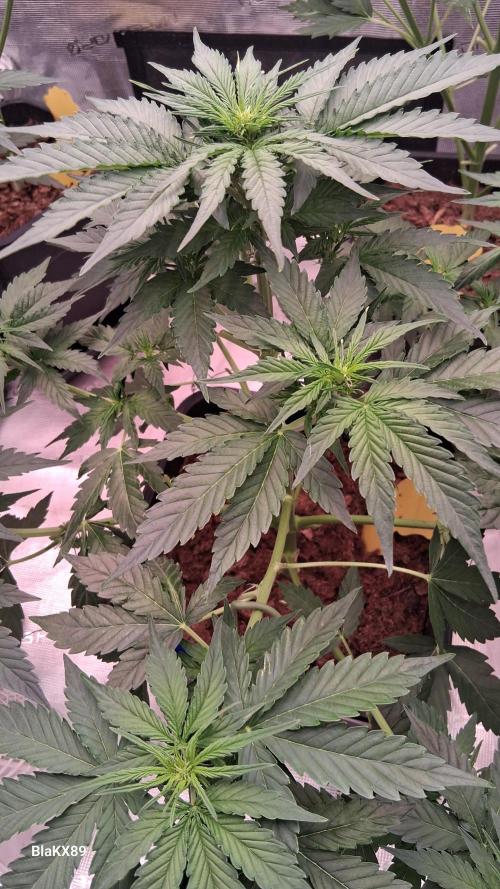 Super Strains Do-Si-Dos Auto & Hy-Pro. Week 4