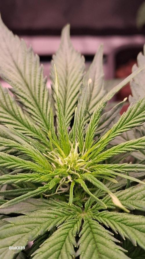 Super Strains Do-Si-Dos Auto & Hy-Pro. Week 4