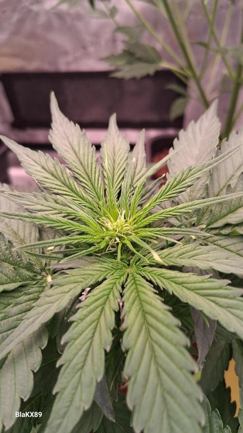 Super Strains Do-Si-Dos Auto & Hy-Pro. Week 4