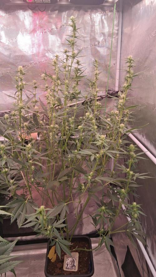 Auto | Dr. Zaius OG from V-Buds. Week 5