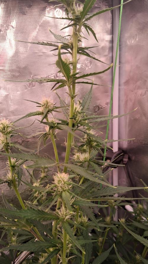 Auto | Dr. Zaius OG from V-Buds. Week 5