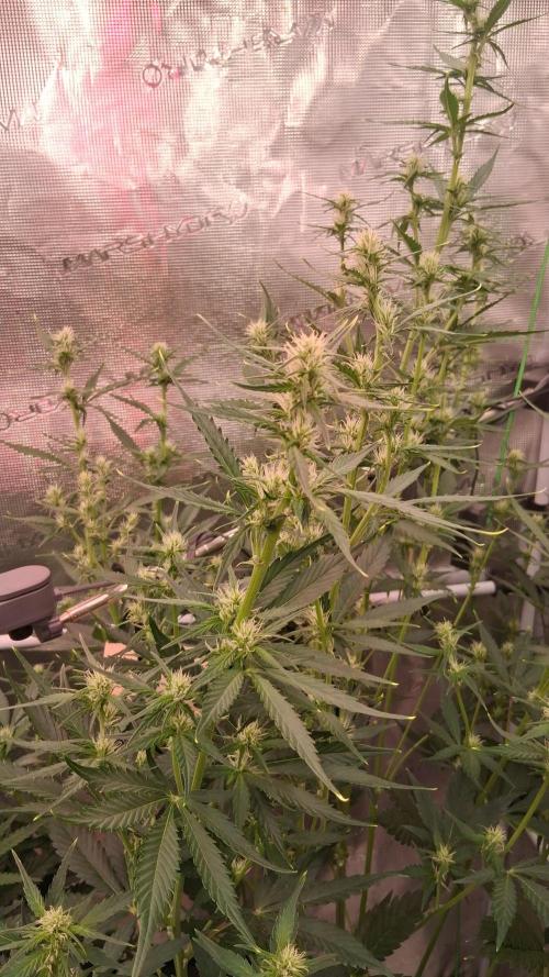 Auto | Dr. Zaius OG from V-Buds. Week 5