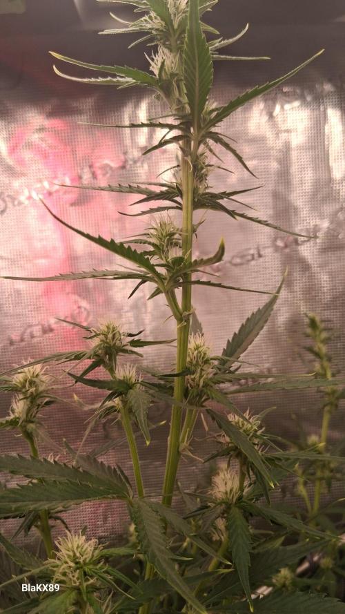 Auto | Dr. Zaius OG from V-Buds. Week 5