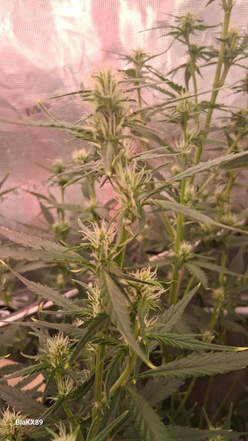 Auto | Dr. Zaius OG from V-Buds. Week 5