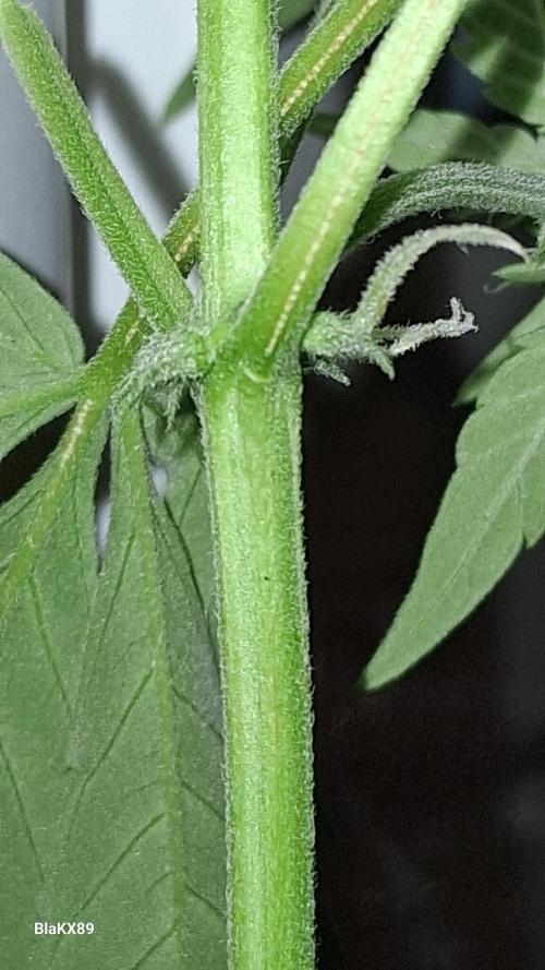Auto | Dr. Zaius OG from V-Buds. Week 5