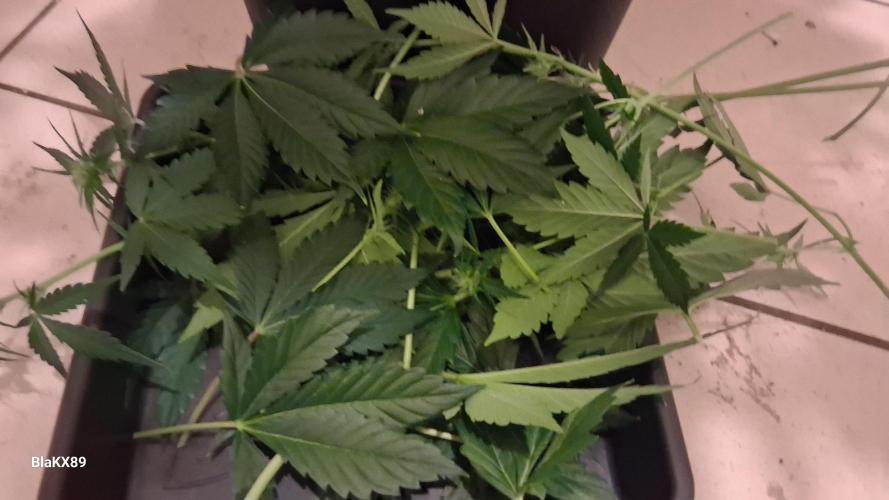Auto | Dr. Zaius OG from V-Buds. Week 5