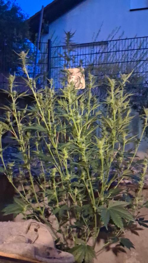 Auto | Dr. Zaius OG from V-Buds. Week 5