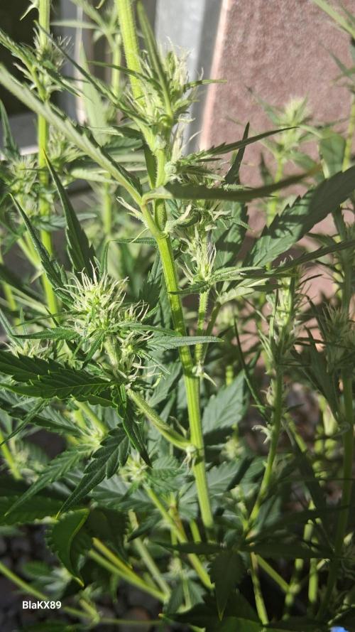 Auto | Dr. Zaius OG from V-Buds. Week 5