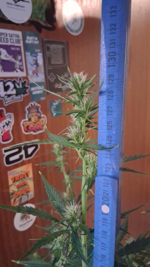 Auto | Dr. Zaius OG from V-Buds. Week 5