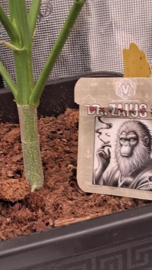 Auto | Dr. Zaius OG from V-Buds